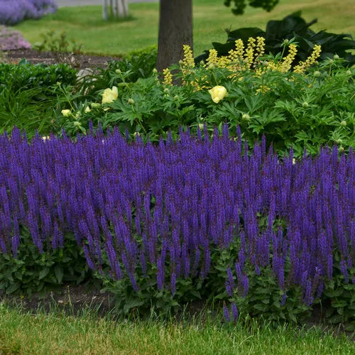 Salvia nermosa 'Violet Riot' / Sage