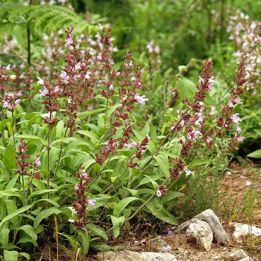Salvia officinalis- Common Sage