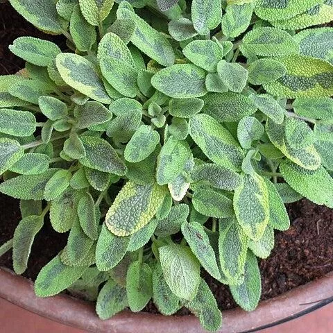 Salvia officinalis 'Icterina'- Icterina Golden Sage