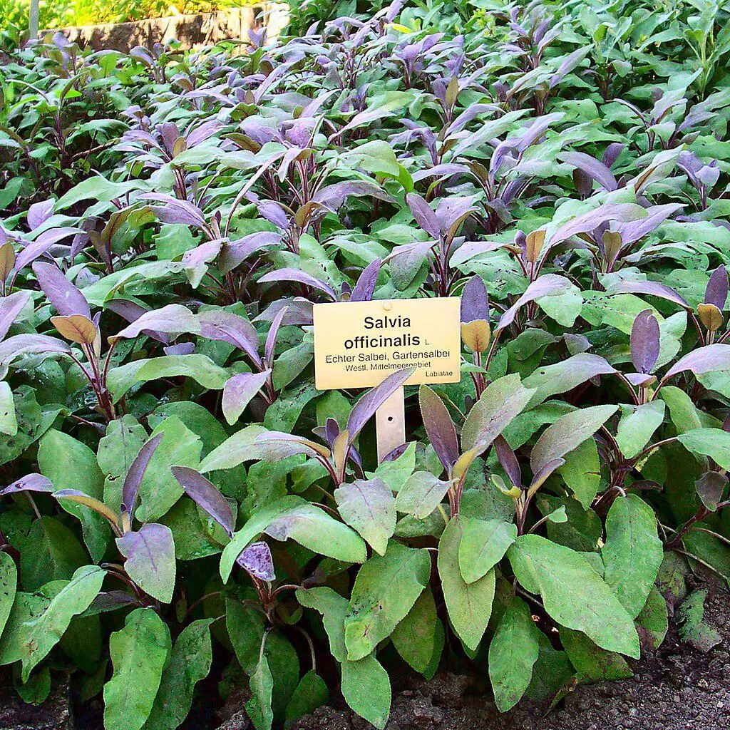 Salvia officinalis ‘Purpurascens’- Purple Sage