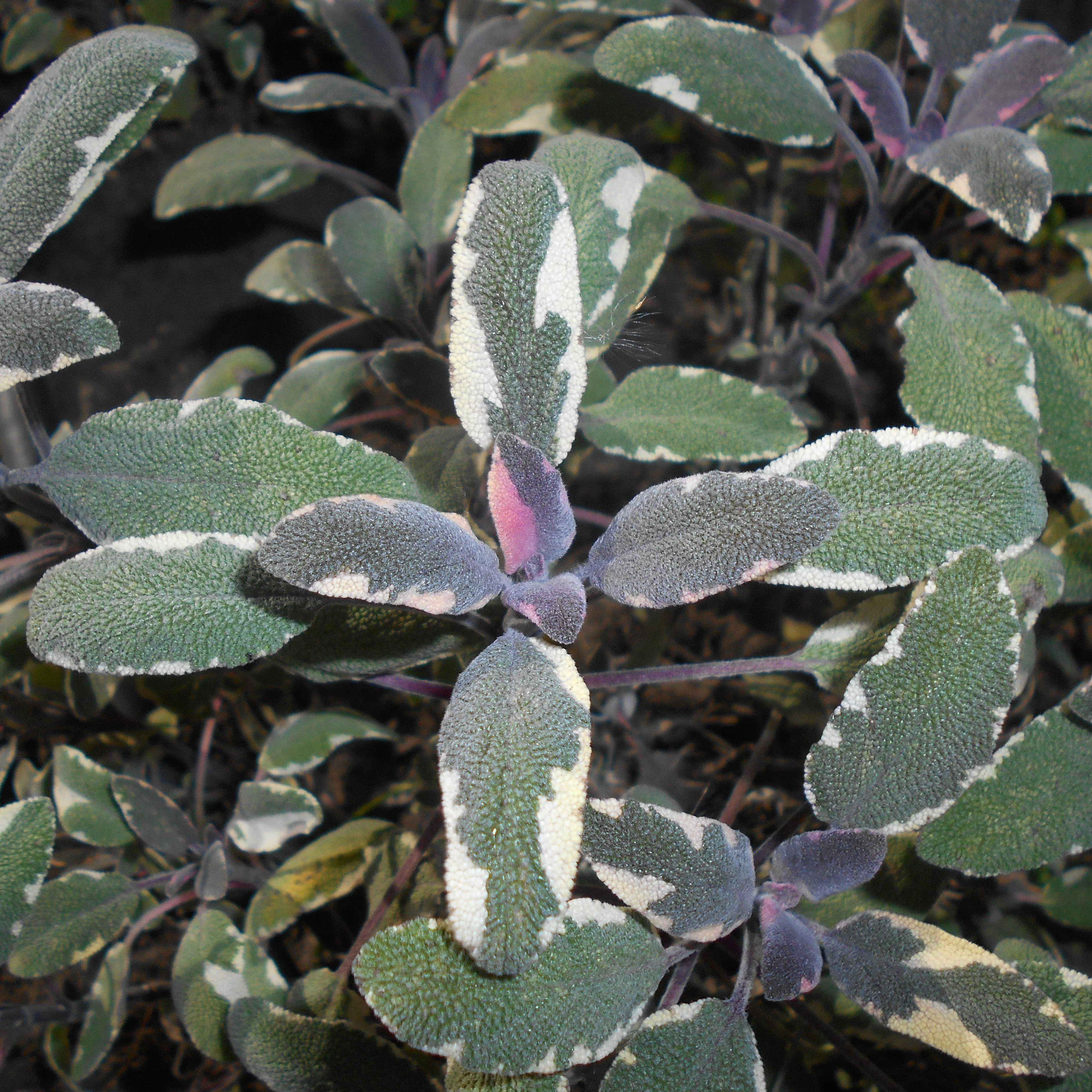 Salvia officinalis 'Tricolor'- Tricolor Culinary Sage