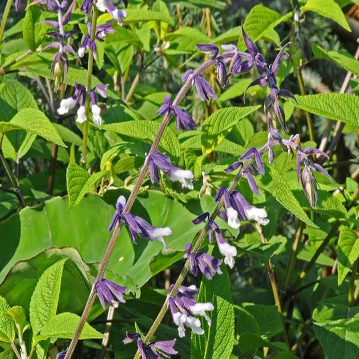 Salvia Phyllis Fancysage
