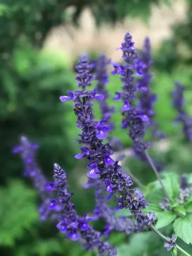 Salvia 'Rockin' Playin' the Blues'