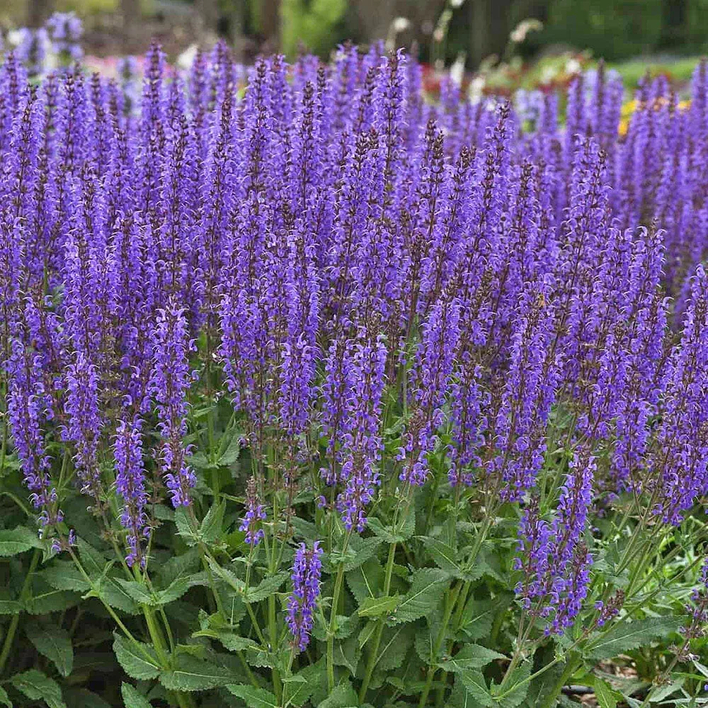 Salvia vars