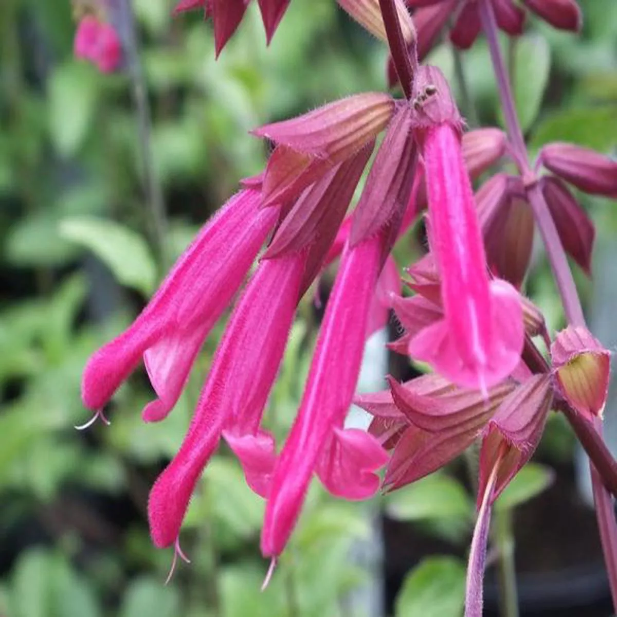 Salvia Wendys Wishsage