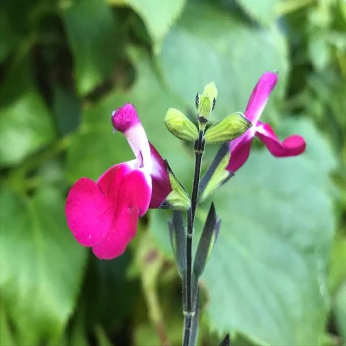Salvia x jamensis Cherry LipsSage