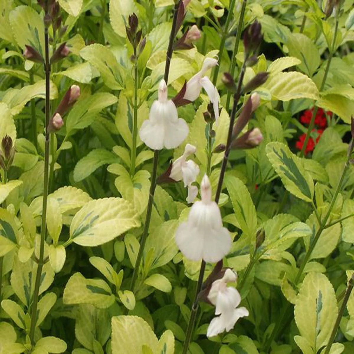 Salvia x jamensis Moonlight Over AshwoodSage