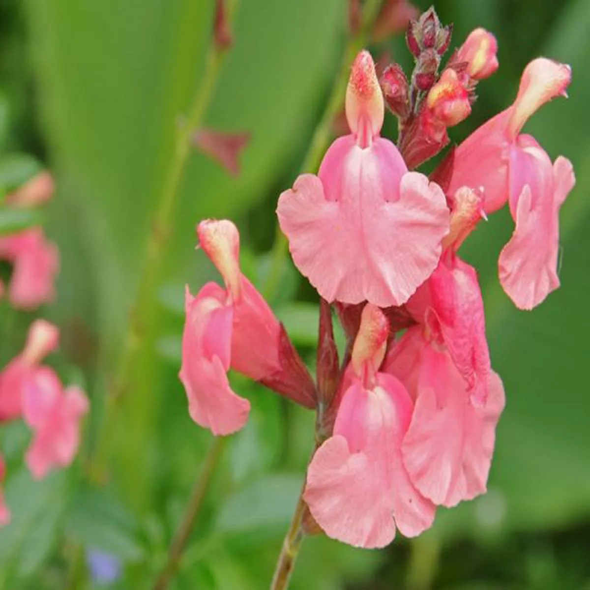 Salvia x jamensis Senorita LeahSage