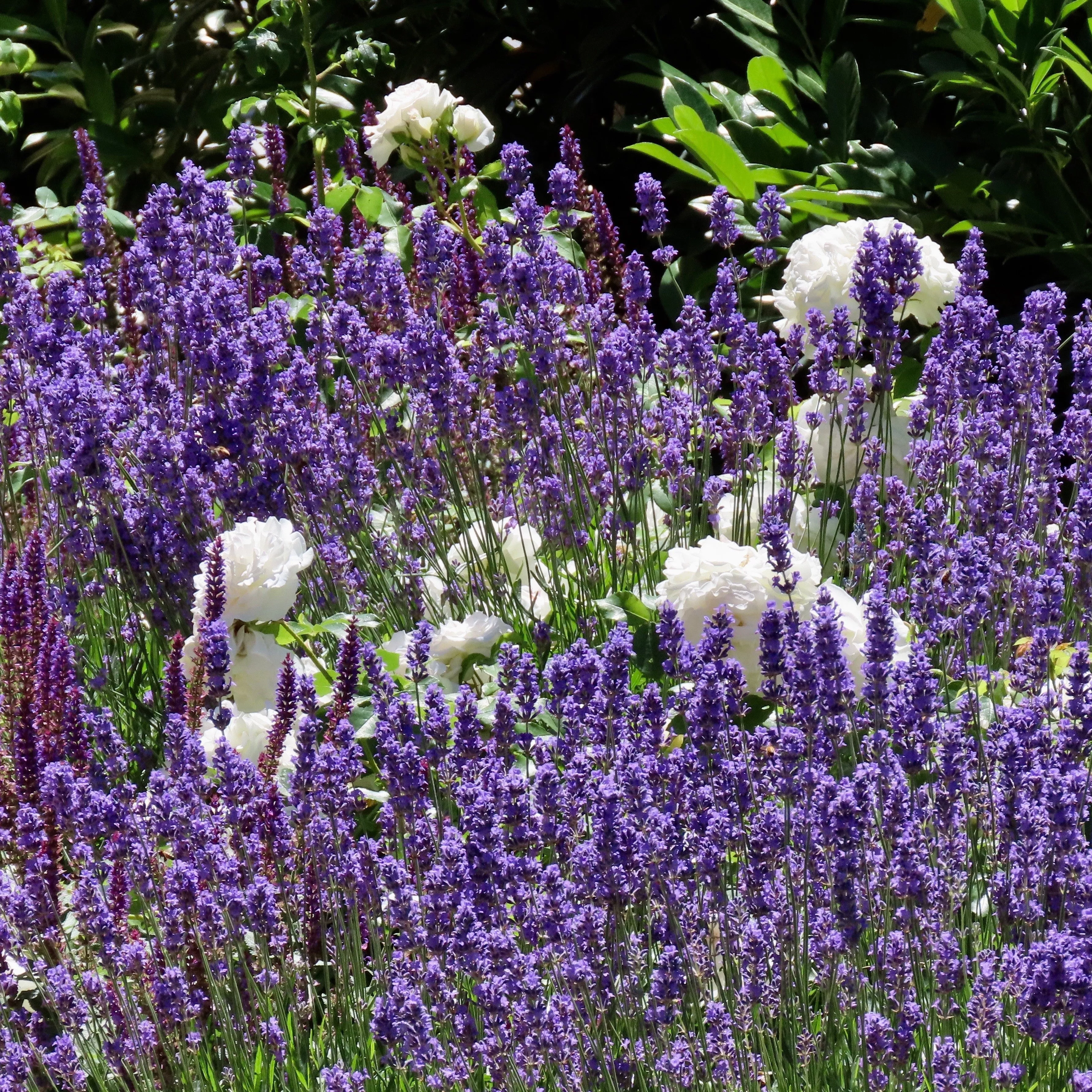 Salvia x sylvestris 'DSALRS203’- Sallyrosa™ April Night Meadow Sage