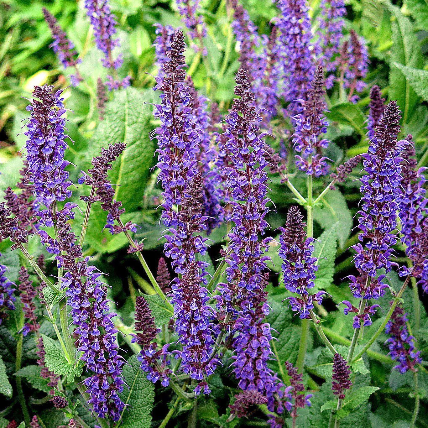 Salvia x sylvestris 'Mainacht’- May Night Wood Sage