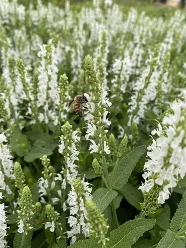 Salvia x sylvestris 'Snowhill' / Sage