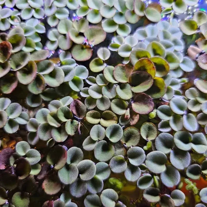 Salvinia Cucullata "Asian Watermoss" – 20-40 Leaves – Floating Aquatic Plant for Aquariums, Ponds & Natural Filtration