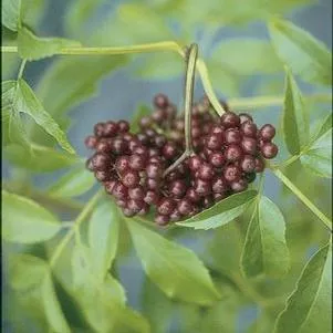 Sambucus canadensis 'Adams'- Adams Elderberry