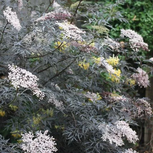 Sambucus nigra 'Eva'- Black Lace Elderberry
