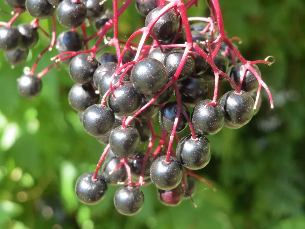 Sambucus nigra Seeds - Elderberry