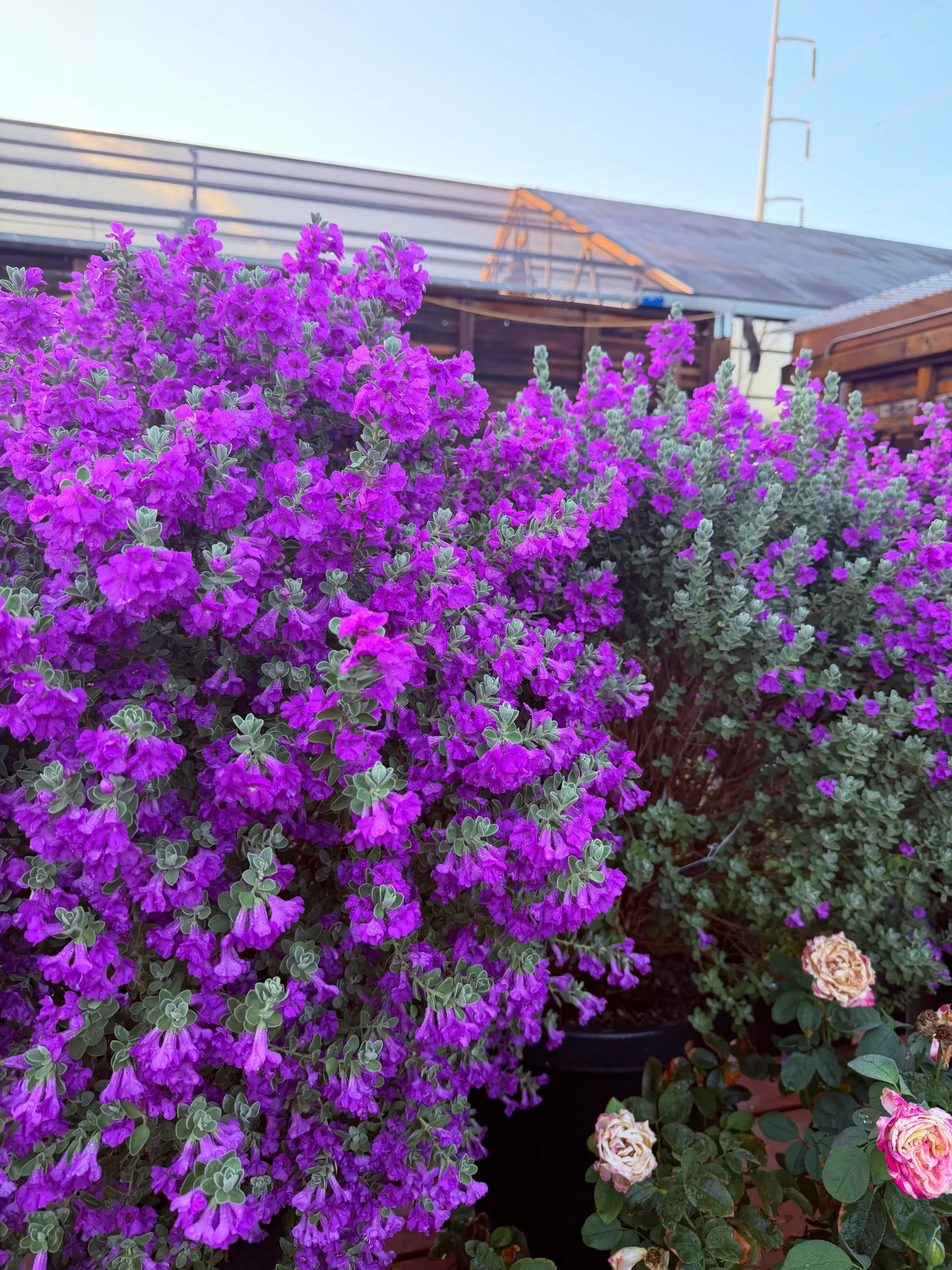 San Antonio Rose Texas Sage