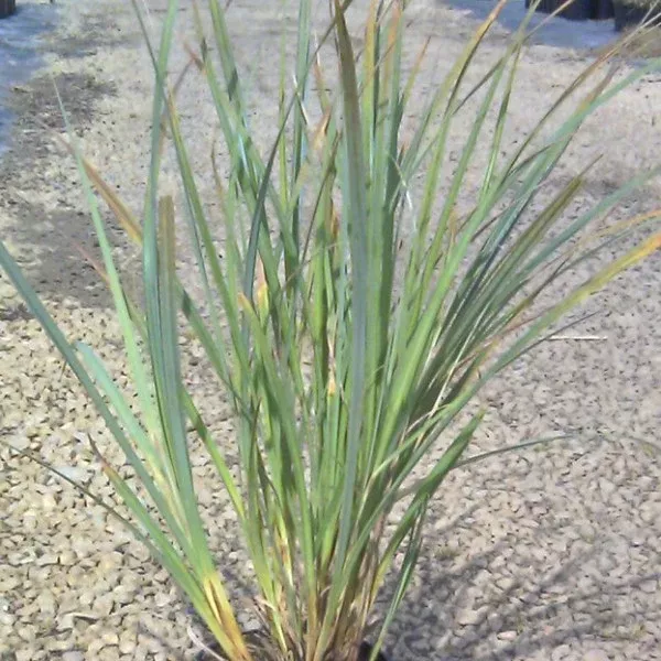 San Diego Sedge