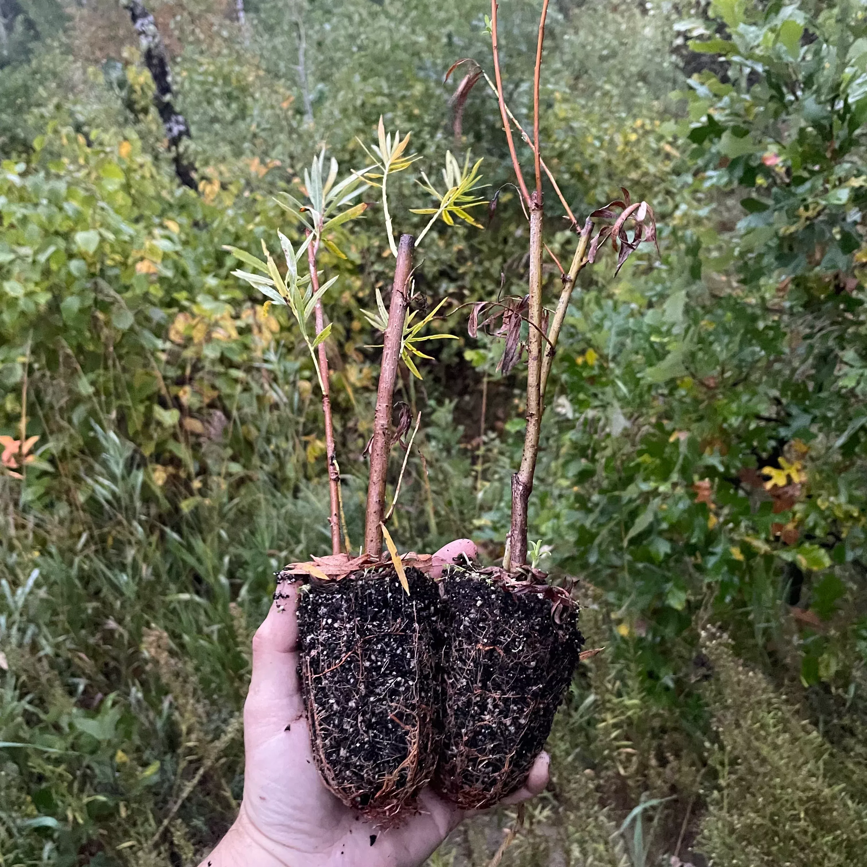 Sandbar Willow (Salix exigua)