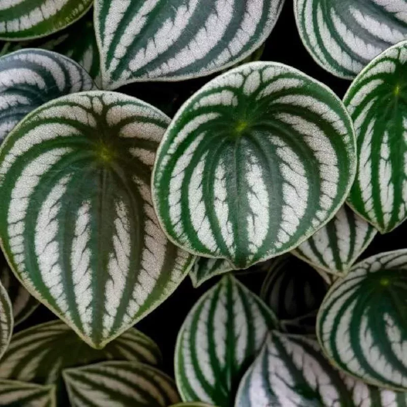 Sandia Peperomia Plant Plug (Peperomia 'Sandia') – Compact Foliage with Unique Texture, Perfect for Indoor Displays.
