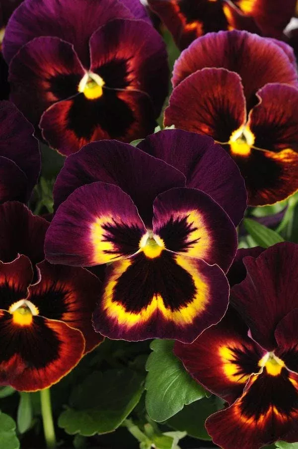 Sangria Spring Matrix Pansy Seeds, Viola wittrockiana VL1525