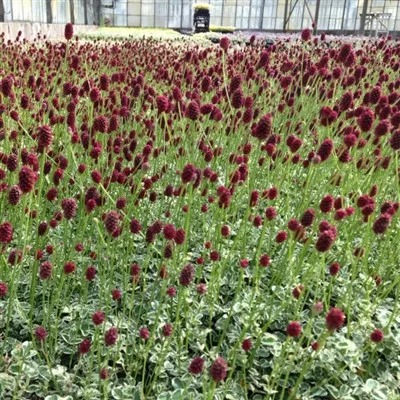 Sanguisorba officinalis 'Little Angel' / Burnet