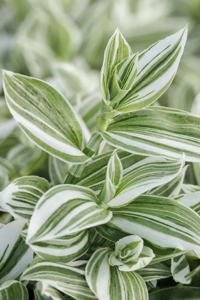 Sanna Tradescantia