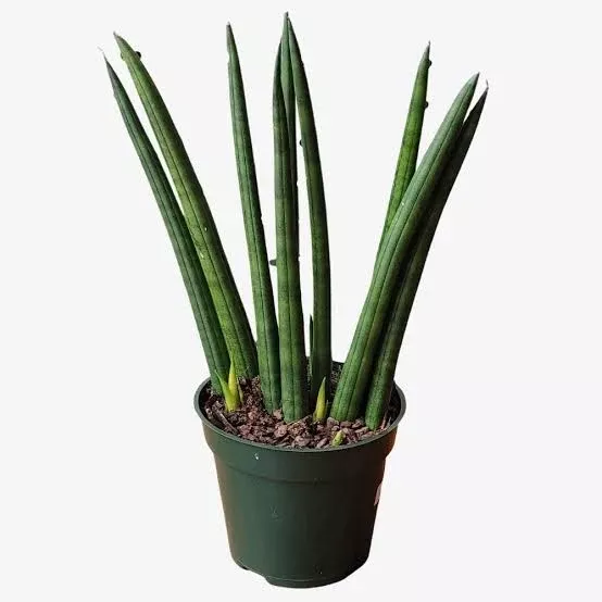 Sanseveria cylindrica 10''