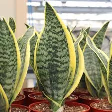 Sanseveria Futura Superba
