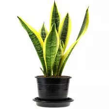 Sanseveria Golden Edge
