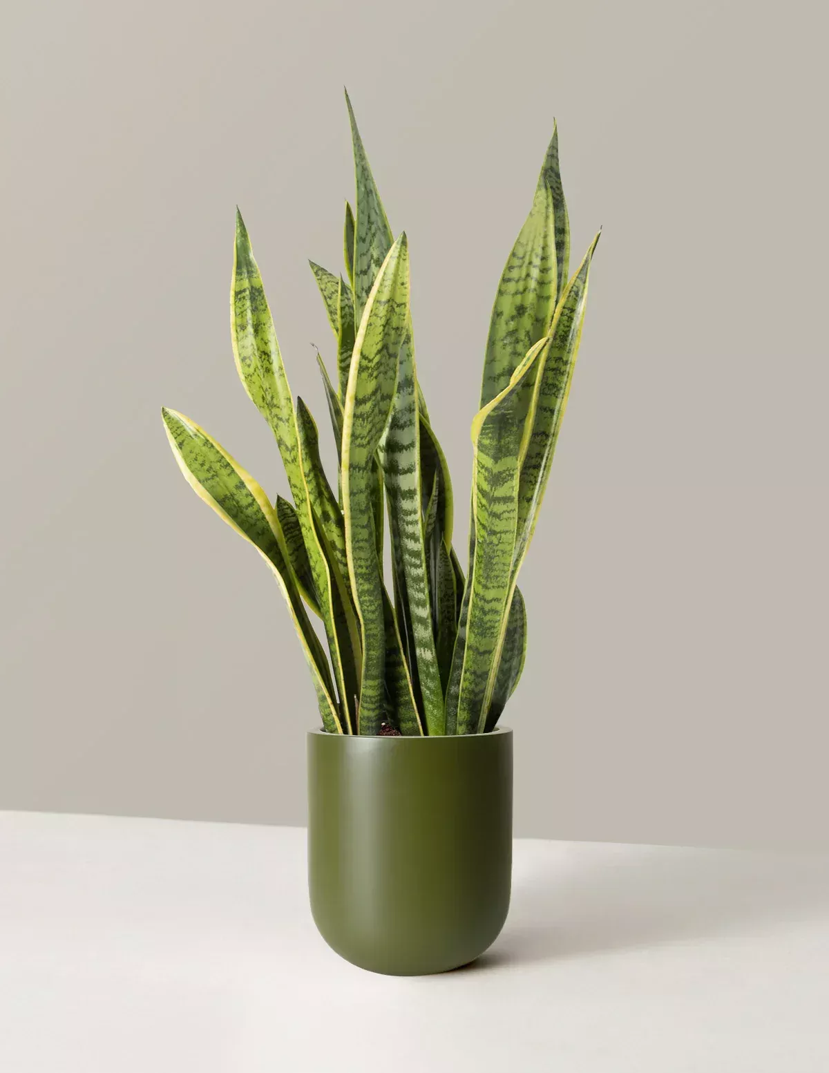 Sanseveria Laurentii