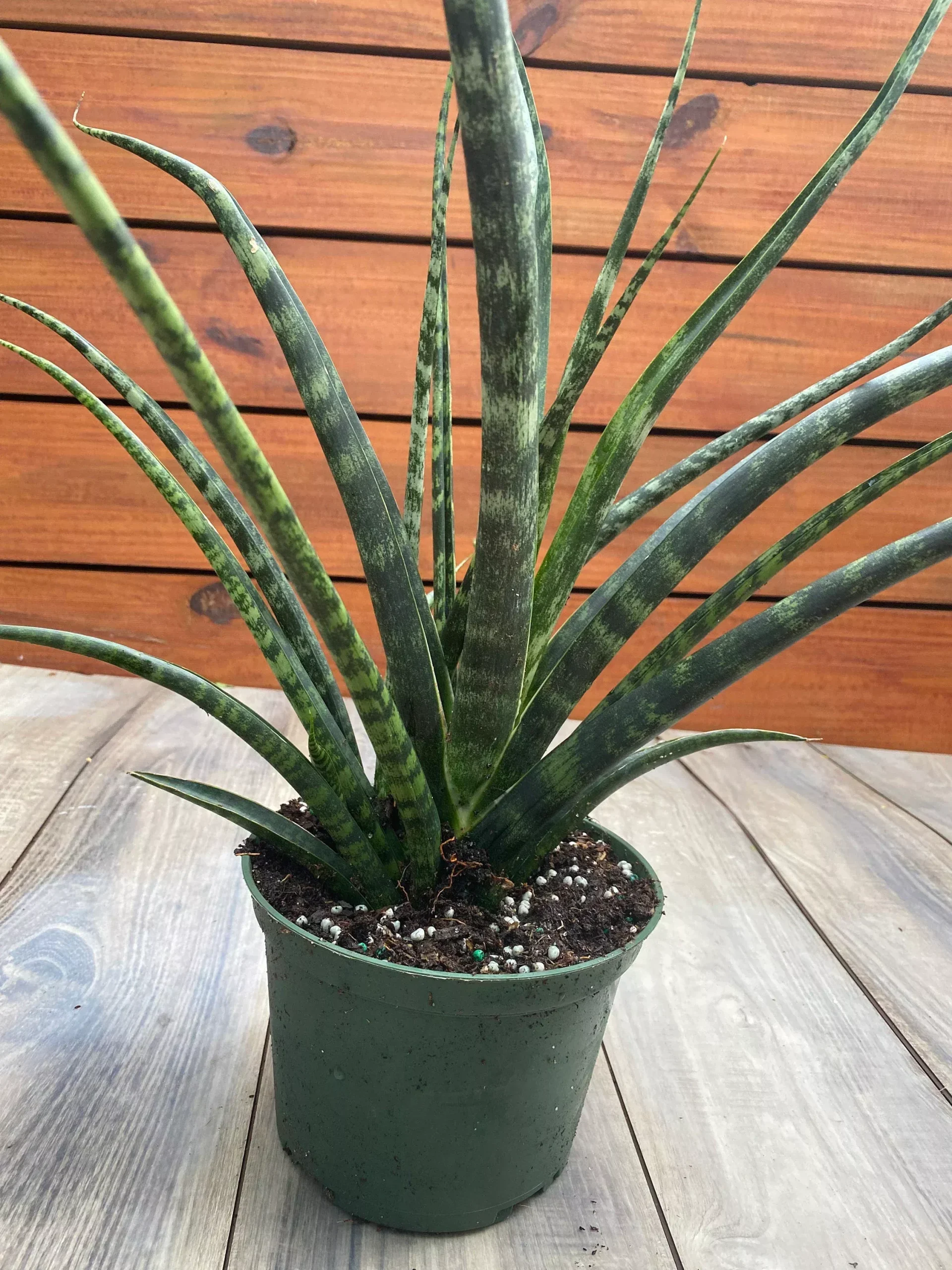 Sansevieria Fernwood Mikado