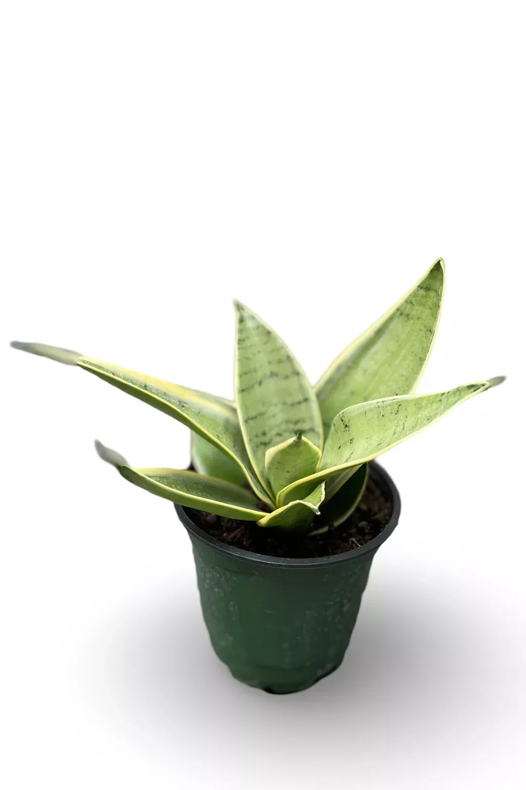 Sansevieria Hahnii Silver
