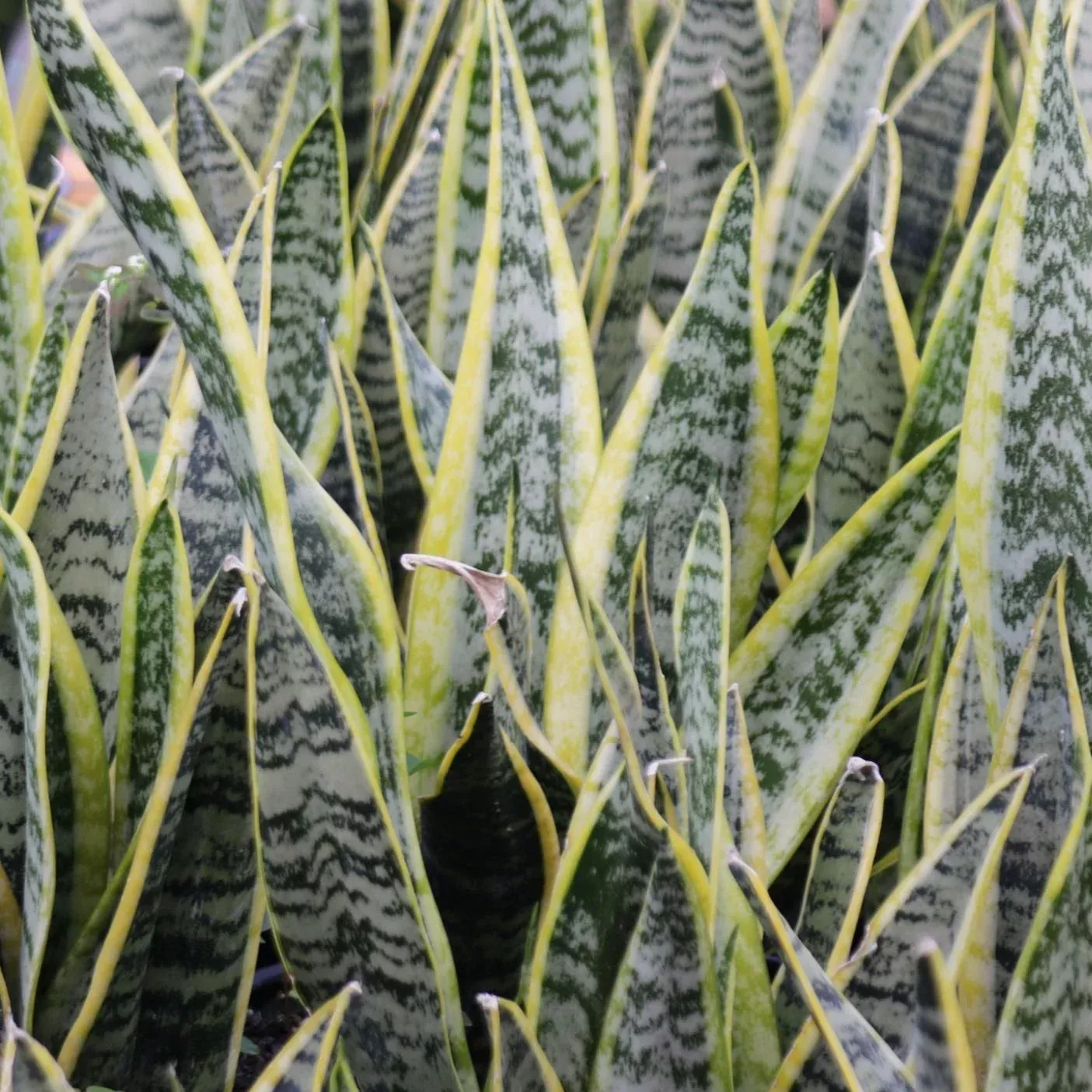 Sansevieria trifasciata,"Snake Plant"