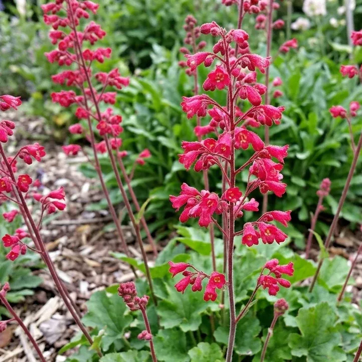 Santa Ana Cardinal Red Coral Bells
