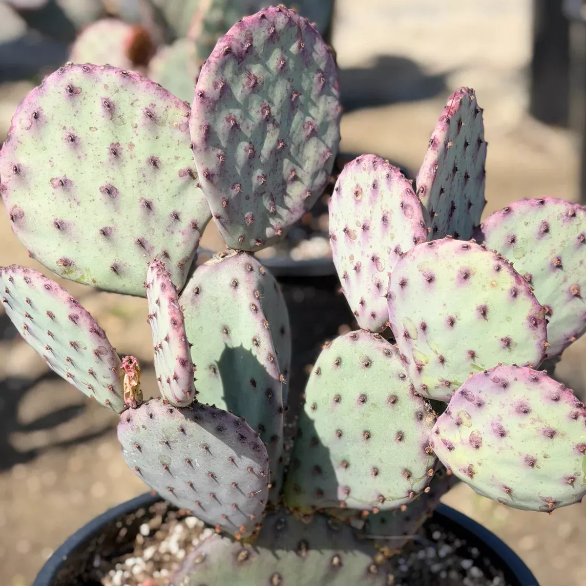 Santa Rita Prickly Pear