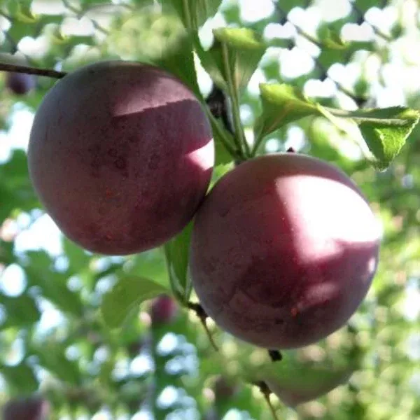 Santa Rosa Plum