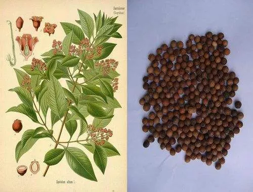 Santalum album