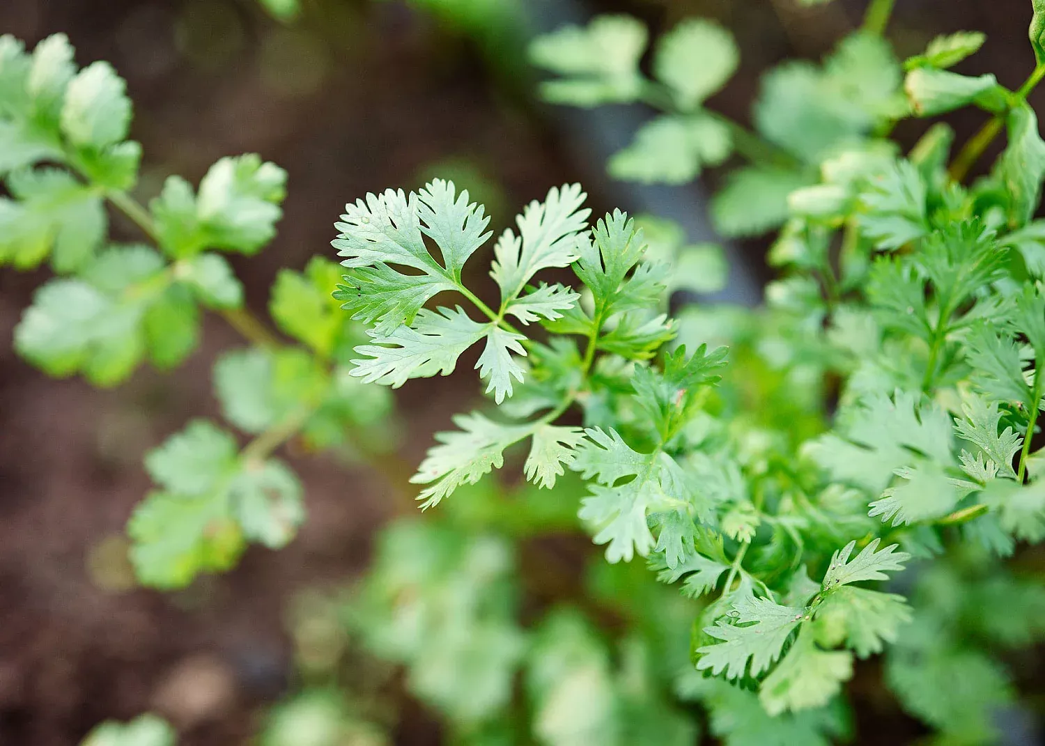 Santo - Cilantro Seeds - Certified Naturally Grown (CNG)