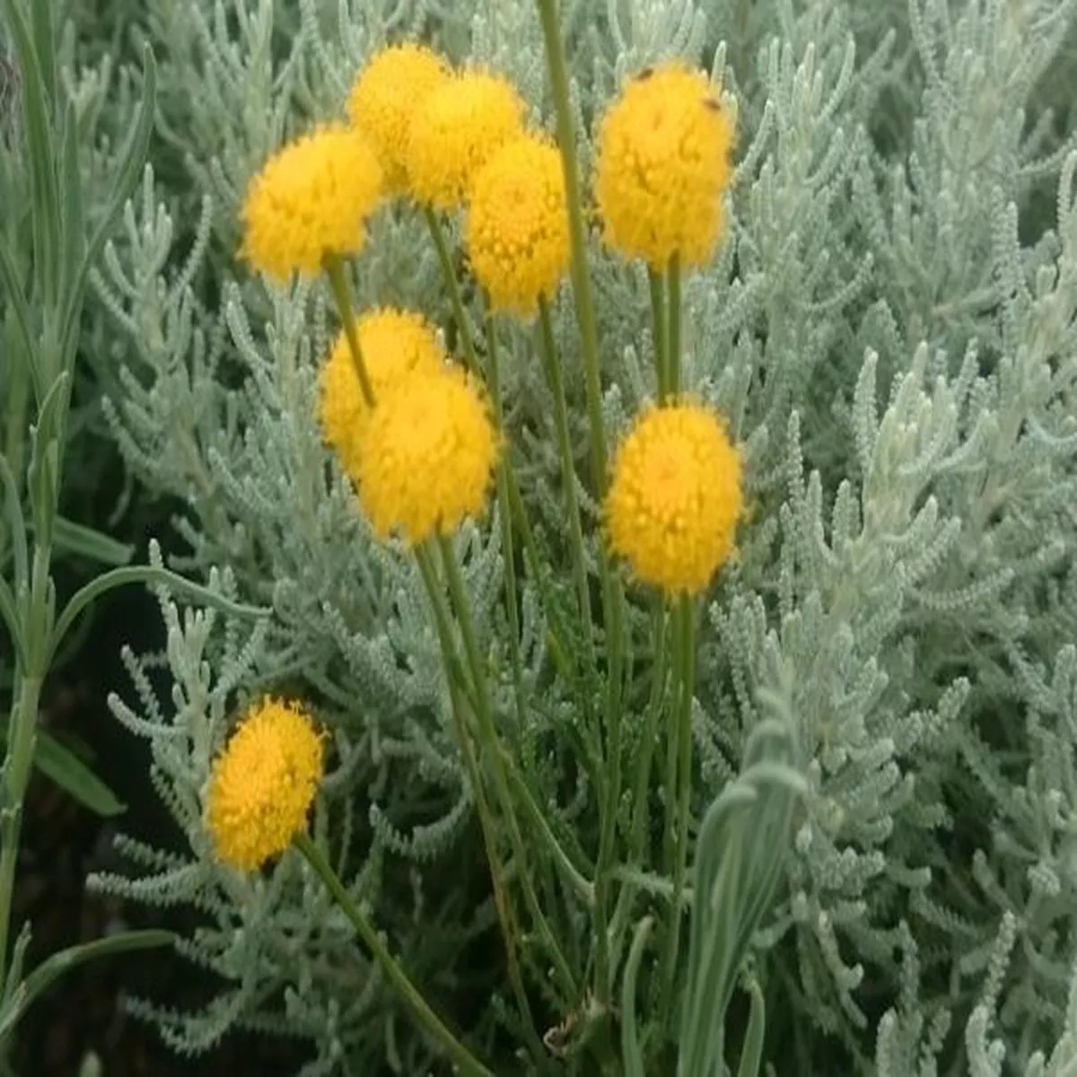 Santolina chamaecyparissusCotton Lavender