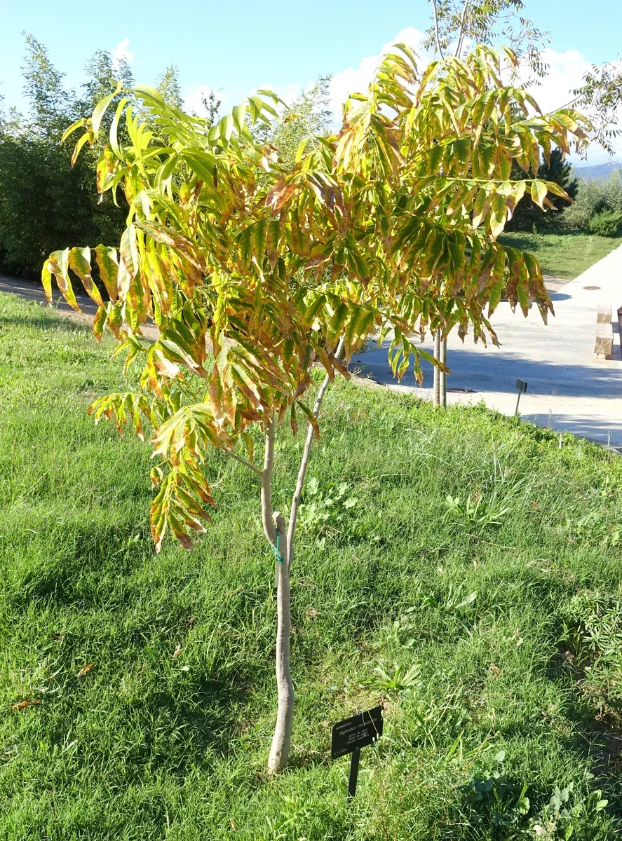 Sapindus mukorossi Seeds - Indian Soapberry Tree