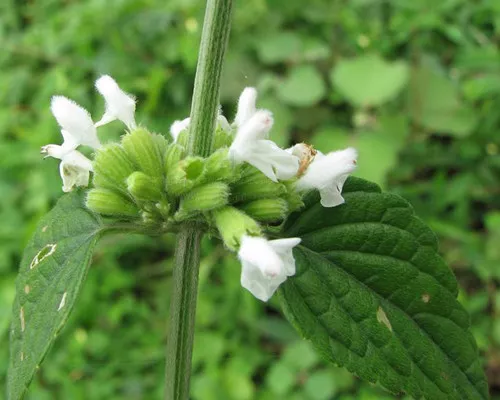 Saposhnikovia divaricata seeds
