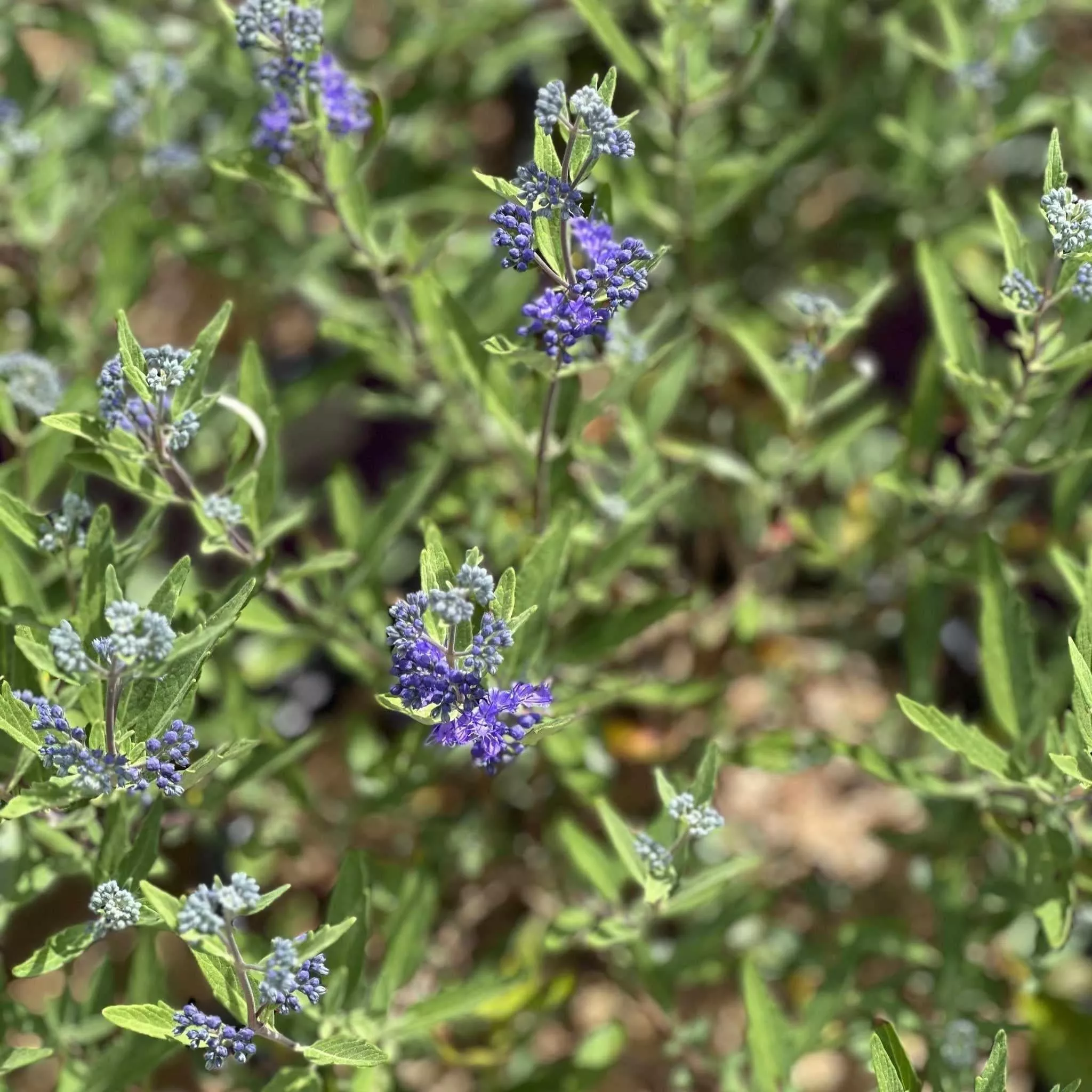 Sapphire Surf Bluebeard