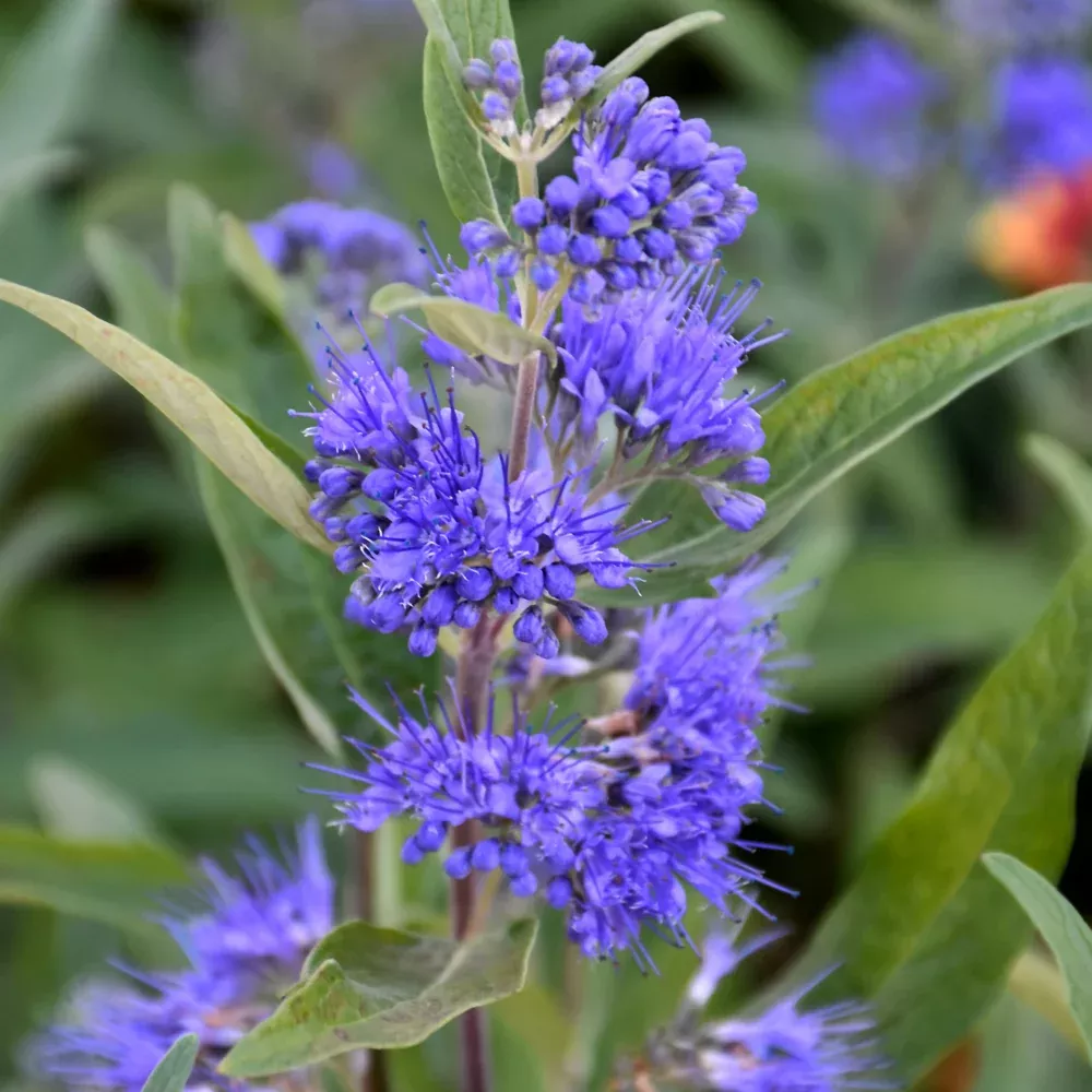 Sapphire Surf™ Caryopteris