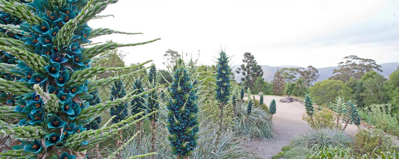 Sapphire Tower Seeds, Bromeliad Puya Alpestris, PU0110