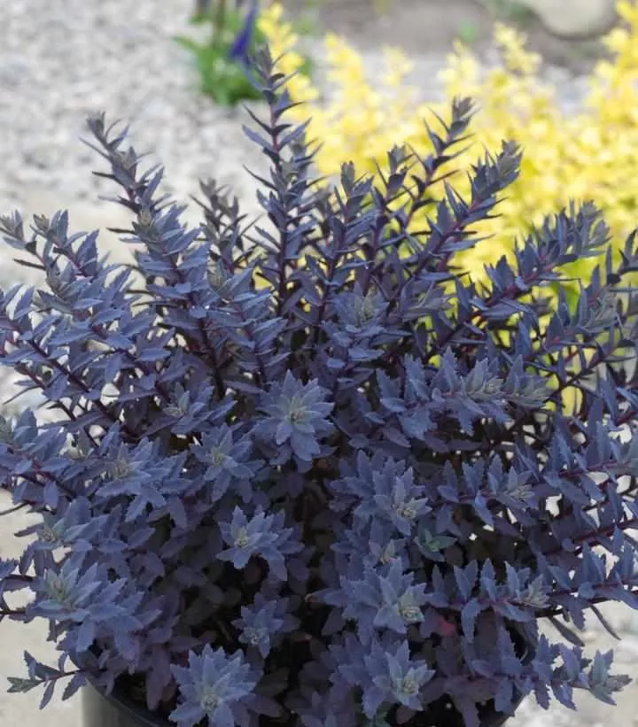 Sapphire Tuffet SunSparkler Sedum