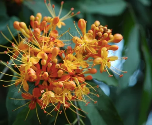 Saraca dives seeds