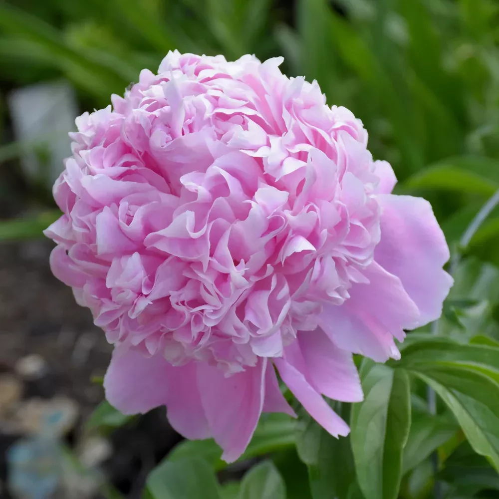 Sarah Bernhardt Peony