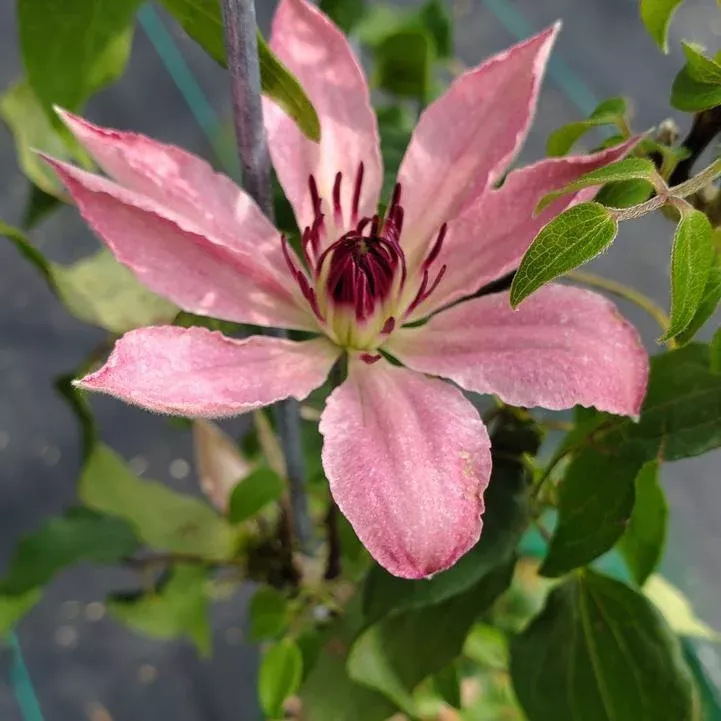 Sarah Elizabeth Clematis