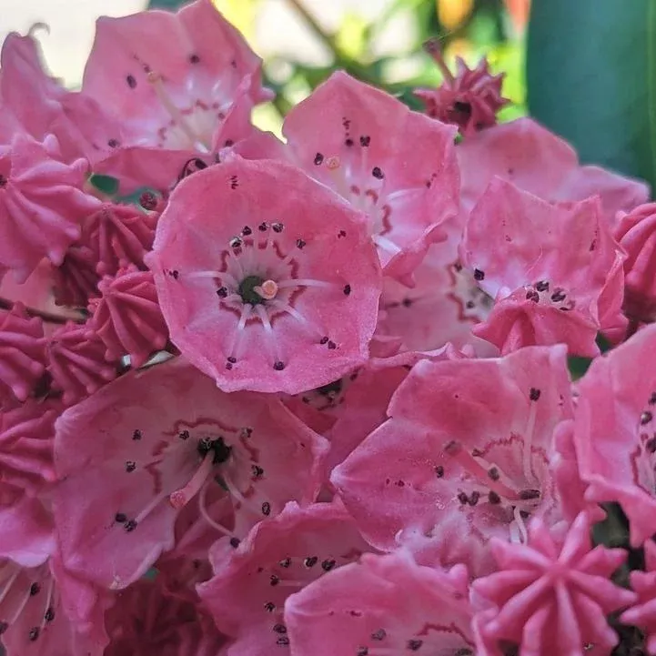 Sarah Mountain Laurel