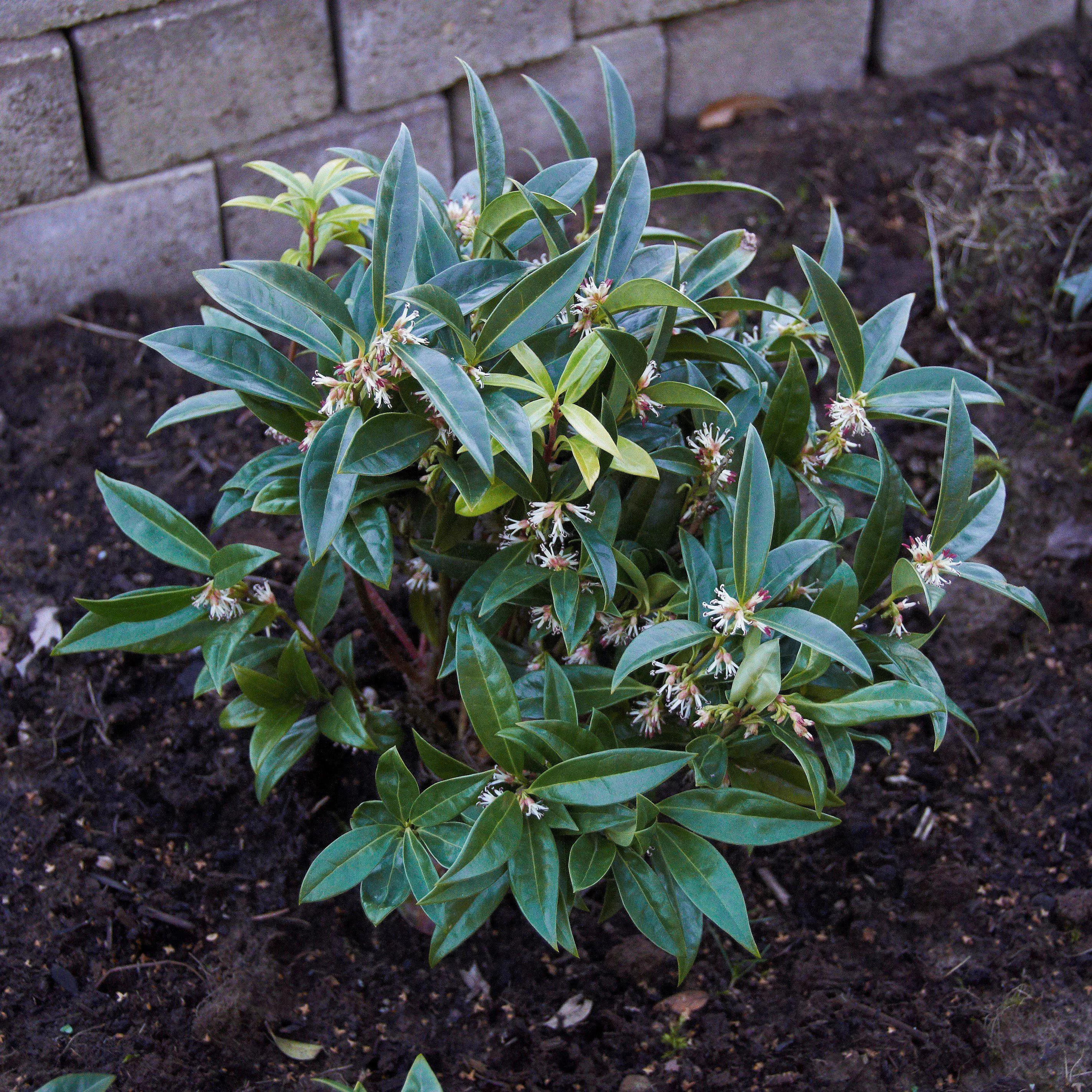Sarcococca hookeriana var. humilis- Dwarf Sweetbox